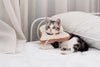 Soft Toast Avocado Shaped Cotton Cat Elizabethan Collar