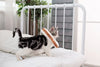 Soft Toast Avocado Shaped Cotton Cat Elizabethan Collar