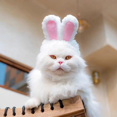 Cute Bear Rabbit Hooded Cat Cosplay  Hat